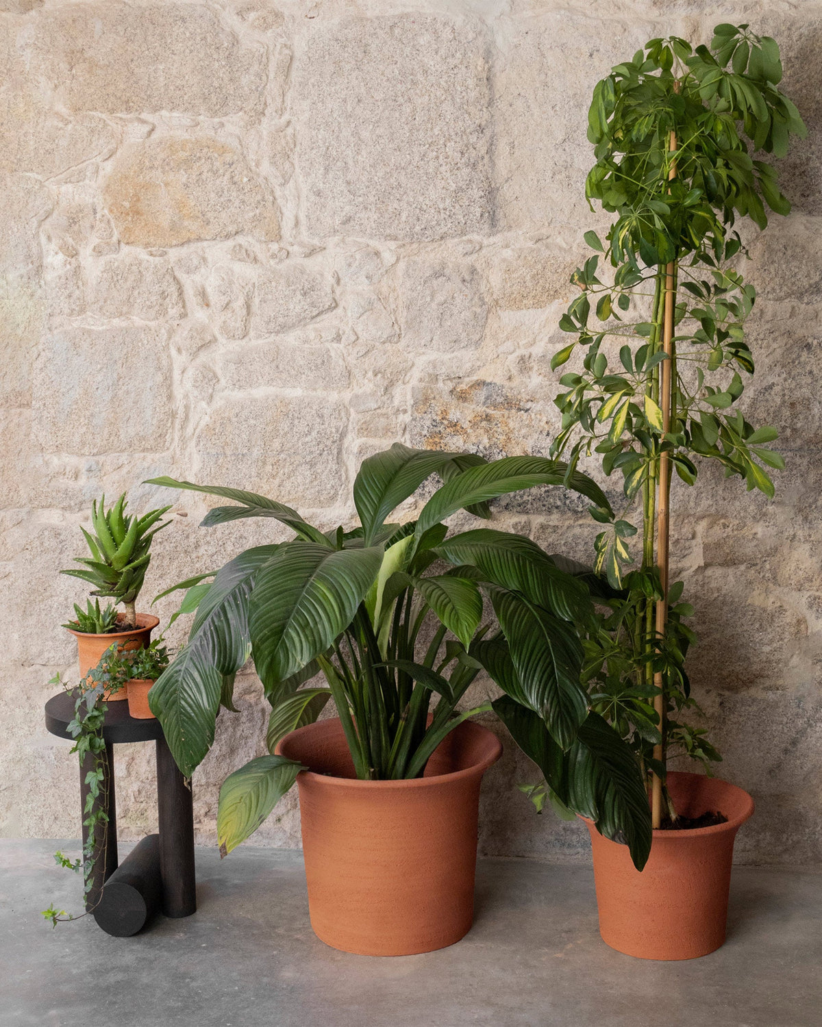 Tulipa Planters