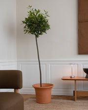 Tulipa Planters