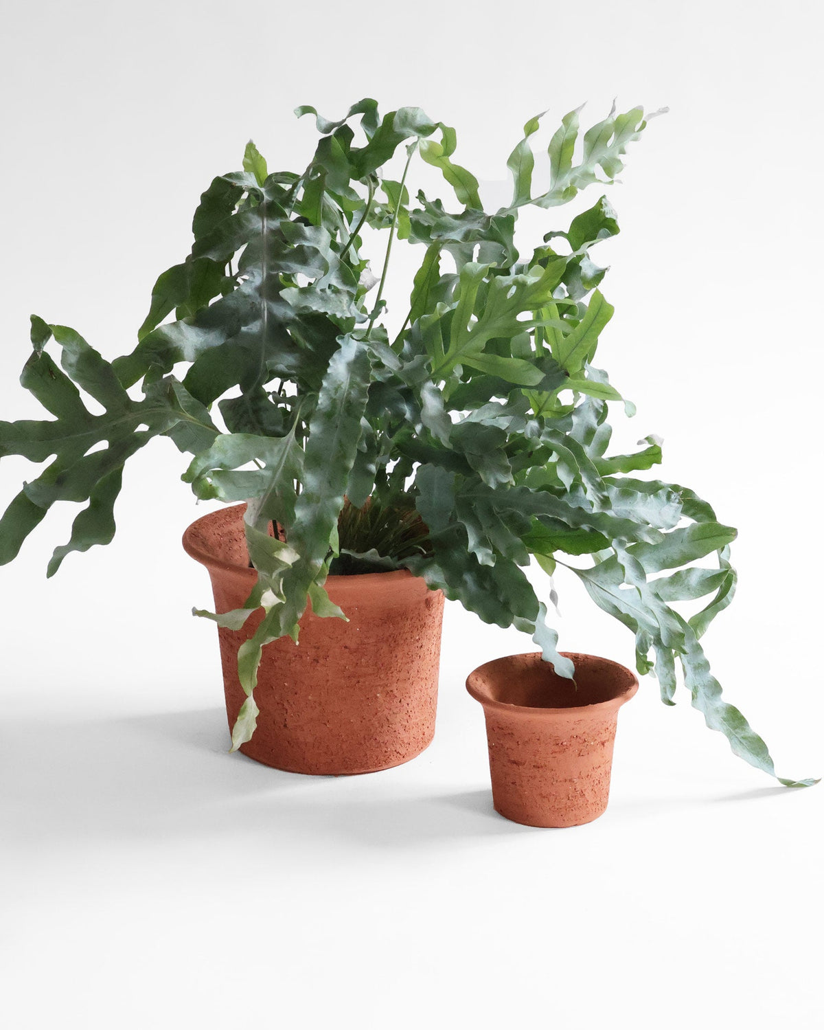Tulipa Planters
